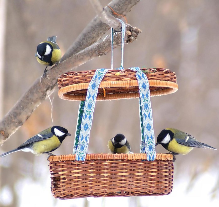 Подкормка птиц зимой: как, когда и чем правильно кормить пернатых